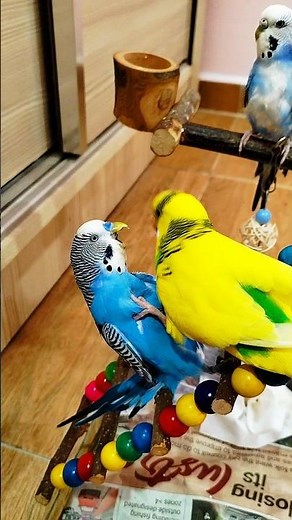 Parakeet fighting 😱#parakeetfight #budgieworld #shorts