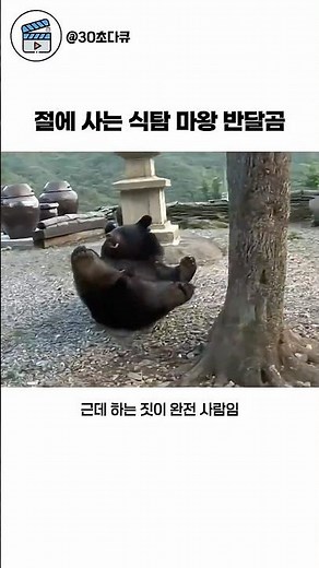 절에 사는 식탐 대마왕 반달곰