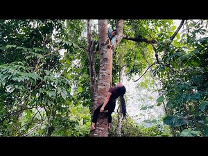 Agricultural vehicle transporting wood; girl with exceptional tree-climbing skills.