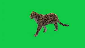 Download Jaguar walk loop animation, leopard walking 3d animation isolated on green screen background for free