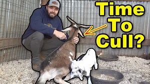 308K views · 10K reactions | Momma Goat Update! Is It Time to CULL Her? AFH T-Shirts, Hoodies, and Hats! https://www.armsfamilyhomestead.com Follow us on Instagram https://www.instagram.com/arms_family_homestead Arms Family Homestead PO Box 167 Sulphur, Ok 73086 | Arms Family Homestead | Facebook