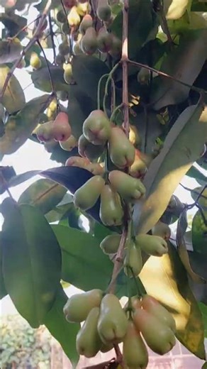 java apple# jaam#java#apple#macOS#programming#javaprogramming