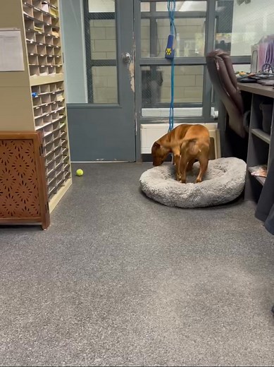 Elizabeth (9307) gets cozy behind the desk to report for Office Dog. Elizabeth enjoys playing ball for a few minutes before naptime. Please call Licking County Dog Shelter to make an appointment with Elizabeth. | Licking County Dog Shelter and Adoption Center