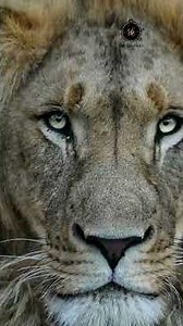 Mastering animal eye photography for the sharpest wildlife bird shots.