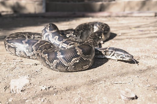 How Do You Capture And Relocate A Bull Snake? — Forest Wildlife
