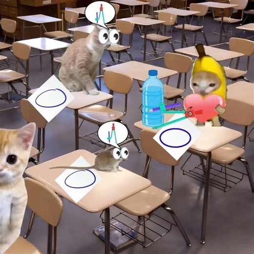 yapapa cat meme #viral #cat #catmemes #funny #catphotos