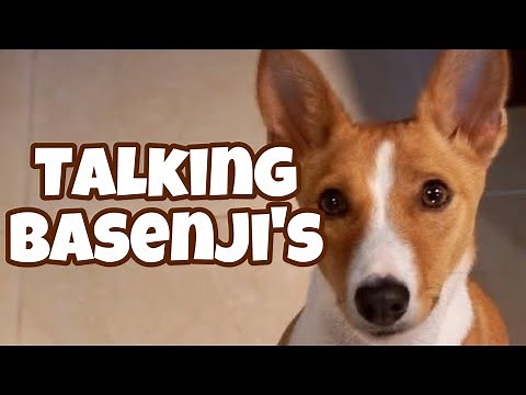 Talking Basenjis