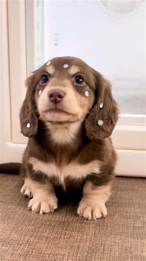 Cute Puppy Scolding Surprise! 🐾😂 (Starts at 8 Secs!) PetFails DogHumor