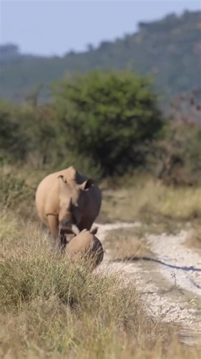 This is a BABY RHINO — The Chonkiest Baby in the Wild! From their floppy ears to their wrinkly skin, baby rhinos might just be the definition of chonk. They wobble, stumble, and roll around like oversized puppies — but give them time, and they’ll grow into one of the toughest animals on Earth. For now, it’s all about play: running in circles, mock charging, and sticking close to mom for protection. Every step is practice for the powerful tank they’ll one day become. Fun Fact: Rhino calves are bo