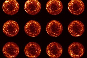 Germ cells move like tiny bulldozers - MIT Department of Biology