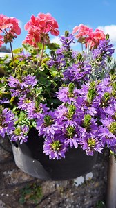 Stone by stone, this town was built to endure.Standing since 1093, Pembroke Castle is more than a fortress — it’s the cornerstone of a town once wrapped tightly in limestone walls. Those walls still trace their way through the landscape, rising and falling with the land, whispering stories from centuries past.They protected against invaders.They held back rebellion.They watched over markets, homes, and the tides of history.Look closely, and you’ll see them — fragments of towers, arrow slits, anc