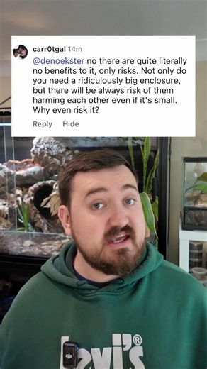 Reptiles and Research on Instagram: "Is there any benefit to keeping ball pythons together? #ballpython #ballpythons #ballpythonsofinstagram🐍🐍🐍🐍 #reptiles #snakes"