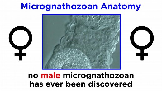 [中文字幕]微颚虫动物门：地球上最小的无脊椎动物Phylum Micrognathozoa: Tiniest Invertebrates on Earth