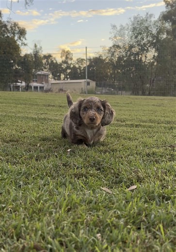 Meeting Their Protector: Mini Dachshunds and German Shepherd