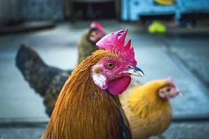 Penedesenca chickens: Rare backyard birds that lay dark red-brown eggs — The Featherbrain
