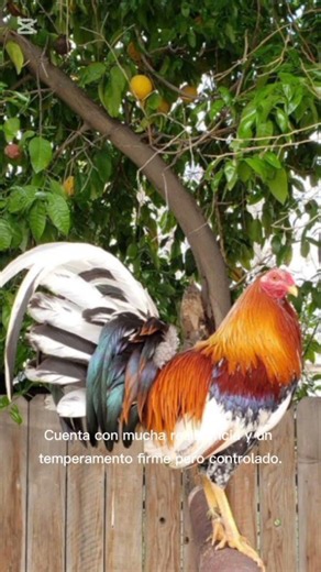Boston Roundhead Rooster; 🔴 Classic Strategy and Courage 🔥
