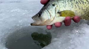 10M views · 8.4K reactions | You know its a good fish when it gets stuck in the hole! . This 14 incher took a fathead on a Jaw Jacker. The sun’s about to rise on another beautiful day. Get out and FISH! Open till 6pm for all of your ice fishing needs. #tackleshack #FishTiogaCounty #icefishing #wellsboropa | Tackle Shack | Facebook