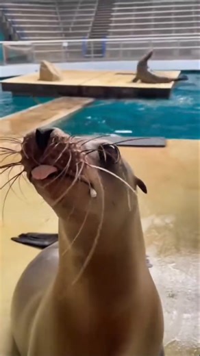 Dancing Seal #shorts #funny