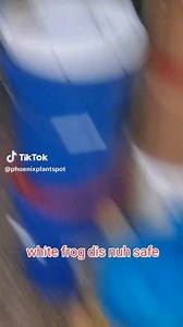 The invasive Cuban Treefrogs are showing up after the rain. I noticed that people are using several methods to deal with them. #Roostersworldja | Roosters World