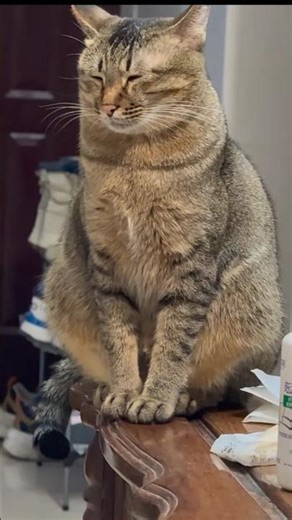 😻🐯🐹😼 MEOWING