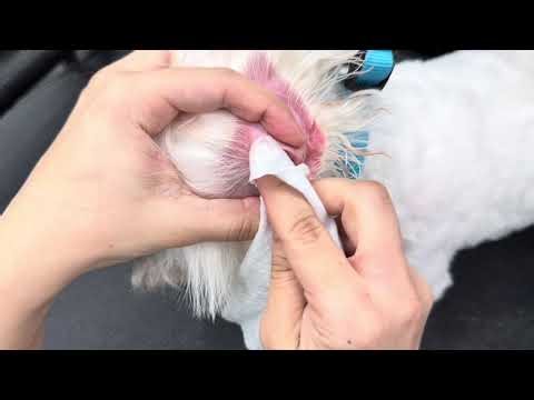 Extreme Dog Ear Cleaning | Months of Black Buildup Removed