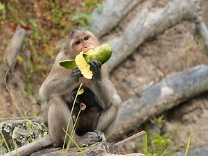1K views · 56 reactions | Monkey Spring needs to eat a lot of food because she needs to make a lot of milk for her son, Salis, who consumes a lot of milk.  | Beloved Monkeys Of Cambodia | Facebook