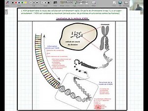 SVT:la composition chimique et la structure de L'ADN