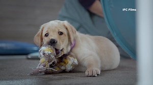 Bay Area filmmakers feature cuteness, competition in new movie about Guide Dogs for the Blind