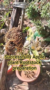 Rooting of Clonal ll Apple Rootstock Preparation ll Jnanranjan4u Il Seedling Plant lI Air lyering