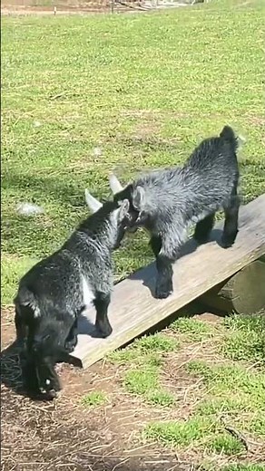 Baby Pygmy Goats are the cutest! #goat #baby #cute #animals