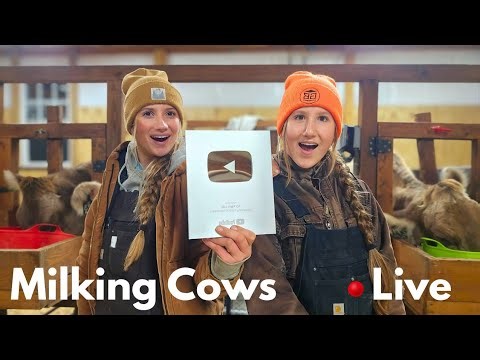 Come Milk the cows with us!! And celebrate 100k subscribers 🐄🥳