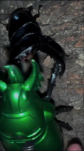 6.1K views · 69 reactions | #insects #beetle | Insects wars | Facebook