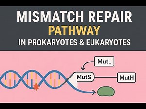Mismatch Repair Pathway in Prokaryotes & Eukaryotes | MutS–MutL–MutH System