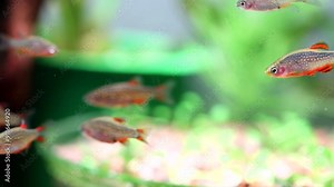 The celestial pearl danio Margaritatus Galaxy Microrasbora. Macro view the school of aquarium fish rasbora, Bright blue body pearly dots, orange red fins tails. shallow depth of field
