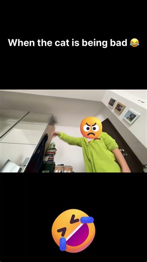 When the cat is being bad #meme #memes #kitty #funnycats #funny #mom