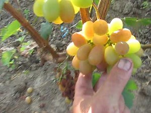 Новинки -- какие они (((часть 2 )))