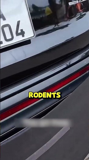 A Clever Way to Stop Rodents From Damaging Your Car