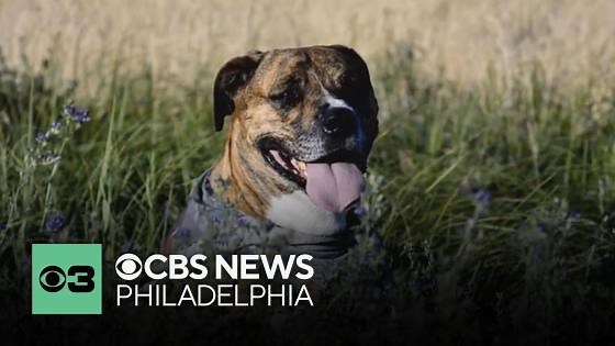 Before adopting a pet, here's what you need to consider | Pet Project