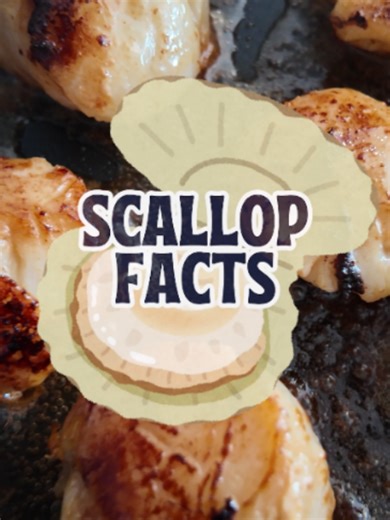 Think scallops are just delicious seafood? Think again! 🐚✨ From their surprising swimming skills to having hundreds of eyes, these ocean gems are more complex than they look on a plate. In this video, we dive into: The Escape Artists: How scallops use jet propulsion to swim away from predators. Always Watching: Did you know they have up to 200 tiny, bright blue eyes? The Muscle: Why the adductor muscle the powerhouse of the shell. Whether you're a foodie or a nature lover, you'll never look at 