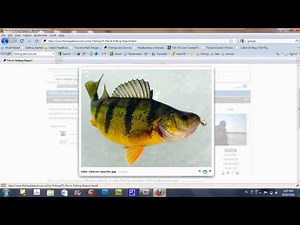 Lake Simcoe Message Board