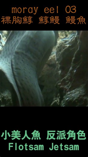 moray eel 裸胸鯙 鯙鰻 鰻魚 小美人魚 烏蘇拉 Flotsam Jetsam shorts 03