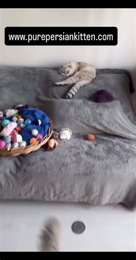 Looking for a fluffy new best friend? Our purebred Persian kittens are ready for their forever homes! Sweet-tempered, playful, and raised with love, they make the perfect addition to any family. ���� Visit www.purepersiankitten.com to see available kittens and reserve yours today! #PersianKittens #CatsForAdoption #KittenForSale #PersianCatLovers #FluffyKittens #CatBreeder #AvailableKittens #KittensOfInstagram #CuteCats #CatLovers #AdoptDontShop #CatLife #CatMom #CatDad #KittensForAdoption #PetAd