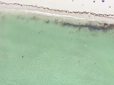 Sharks Spotted Close To Shore In Miami Beach