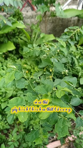1 loại rau rất tốt cho phụ nữ sau sinh.