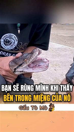 Nếu bị cắn một lần thì rất khó thoát được!