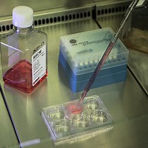 Video: An Innovative 3D-Printed Insert Designed to Enable Straightforward 2D and 3D Cell Cultures