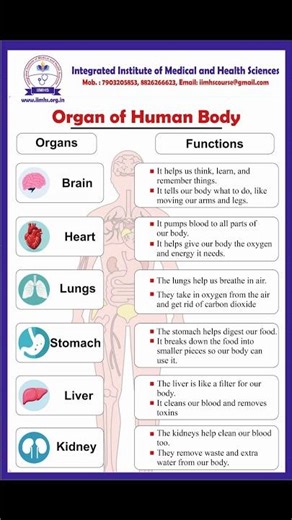 Human Body Organs & Their Amazing Functions | Easy Anatomy Guide