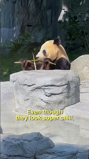 Panda Facts: Why These Bamboo-Loving Bears Are So Special 🐼 SD Zoo
