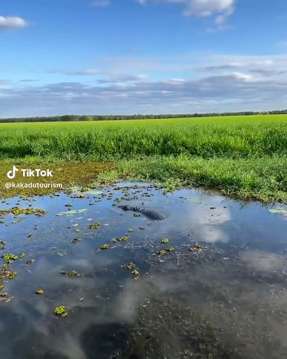 Exploring Yellow Water Billabong: A Wildlife Paradise