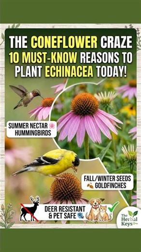 The Coneflower Craze! 🌸 3 Reasons to Plant Echinacea Now! #gardening